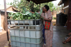 Deborah Gita harvests Kale leaves from her Aquaponics system that consists of a fish tank and a grow bed. She is already reaping benefits from her system