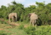 Elephants in Bugungu wildlife reserve, Buliisa district