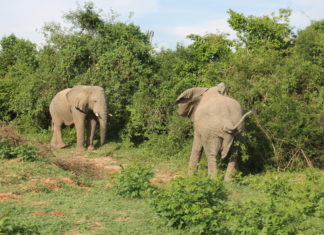 Elephants in Bugungu wildlife reserve, Buliisa district