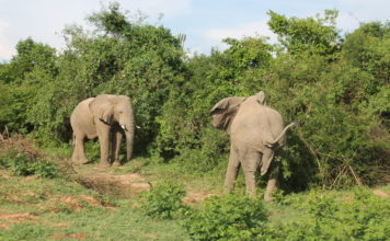 Elephants in Bugungu wildlife reserve, Buliisa district