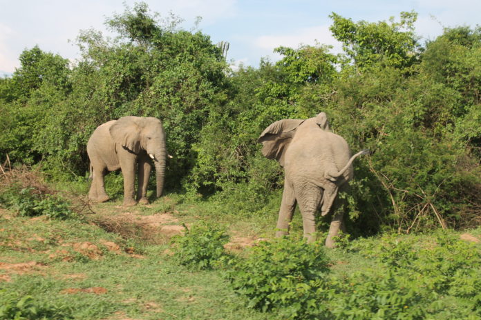 Elephants in Bugungu wildlife reserve, Buliisa district